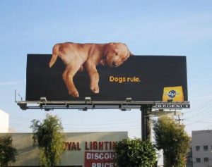 200612 Dogs Rule
